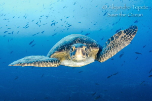 Green Turtle front, Isla Wolf Galápagos by Alejandro Topete 